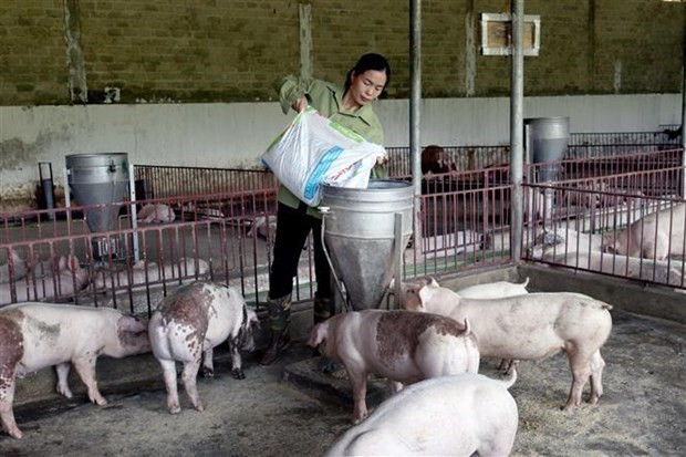 Экспорт продукции животноводства и риса резко увеличился за первые 4 месяца года ảnh 2 Экспорт продукции животноводства и риса резко увеличился за первые 4 месяца года ảnh 2