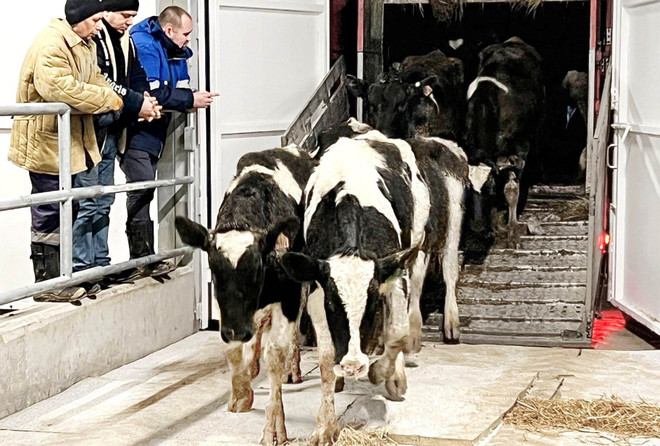 TH-RUS приняла почти 2.400 дойных коров на новой ферме в Калуге ảnh 1