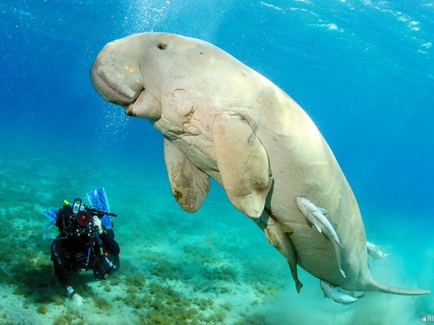 Морской заповедник Фукуок: гармония между сохранением и развитием ảnh 2 Морской заповедник Фукуок: гармония между сохранением и развитием ảnh 2