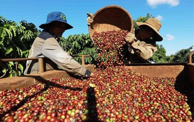 Возможности для расширения экспорта вьетнамского кофе на рынок Алжира ảnh 1 Возможности для расширения экспорта вьетнамского кофе на рынок Алжира ảnh 1
