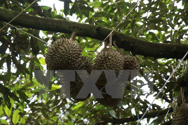 Вьетнам стремится превратить потенциал экспорта фруктов в свое преимущество ảnh 2 Вьетнам стремится превратить потенциал экспорта фруктов в свое преимущество ảnh 2