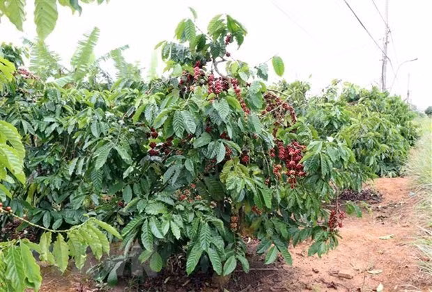 Инсайдеры: трудности для кофейного сектора еще впереди ảnh 1