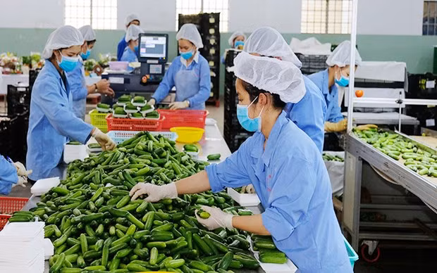 Зеленая трансформация - ключ к устойчивому экспорту ảnh 1