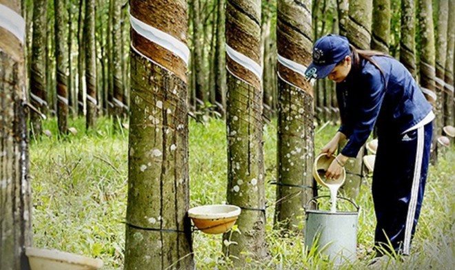 Повышение конкурентоспособности вьетнамского каучука на международном рынке ảnh 1