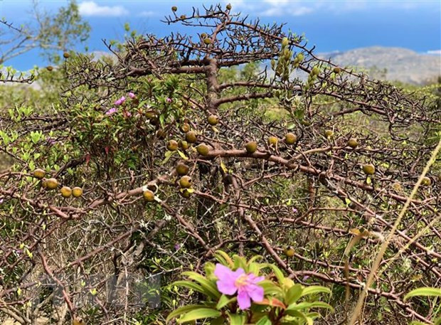 Сохранять и развивать биоразнообразие Национального парка Нуитюа ảnh 4 Сохранять и развивать биоразнообразие Национального парка Нуитюа ảnh 4