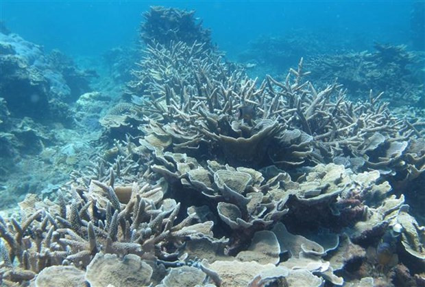 Сохранять и развивать биоразнообразие Национального парка Нуитюа ảnh 3 Сохранять и развивать биоразнообразие Национального парка Нуитюа ảnh 3