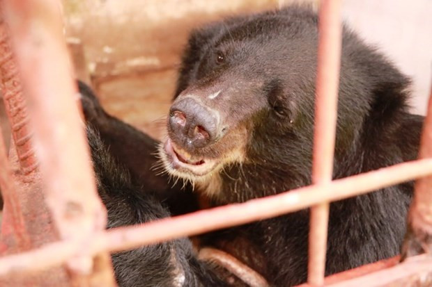 Совместные усилия по борьбе с незаконной торговлей дикими животными ảnh 1