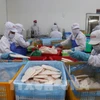 Рабочие завода GODACO на территории промышленной зоны Ми Тхо выполняют заказ на экспорт пангасиуса. Фото: ВИА.