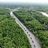 Мангровый лес Кангзё. (Фото: ВИА)