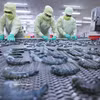 Заморозка продукции из чёрной тигровой креветки для экспорта на заводе корпорации морепродуктов «Минь Фу», провинция Камау. (Фото: ВИА)