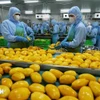 Перерабатывают продукцию из манго для экспорта на рынки США, Европы, Республики Корея и Японии на заводе Акционерной компании по овощам и фруктам Анзянг в провинции Ламдонг. (Фото: ВИА)