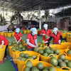 Сортировка зелёного помело на экспорт на предприятии компании Vina T&T Group в провинции Виньлонг (бывшая провинция Бентре). Фото: ВИА