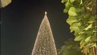 Рождественские елки Ханоя освещают праздничный сезон