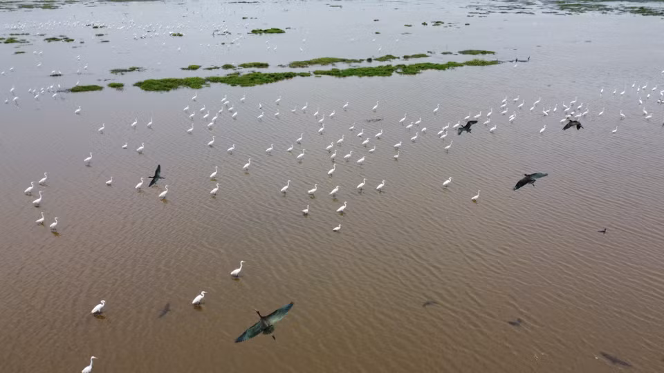 Стаи птиц и аистов кормятся на водно-болотных угодьях Национального парка Чамчим (Фото: ВИА)