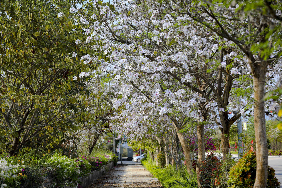 Кроны бановых деревьев, покрытые цветами вдоль городских улиц, словно смягчают привычный ритм повседневной жизни Дьенбьена (Фото: ВИА)