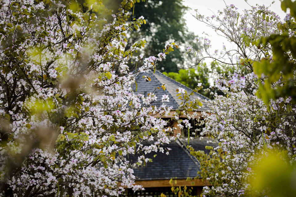 Ветви, густо усыпанные яркими цветами бан (Фото: ВИА)