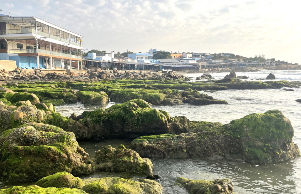 Самое идеальное время для «охоты за водорослями» — примерно с 5 до 6 часов утра, когда прилив только что отступил (Фото: ВИА)