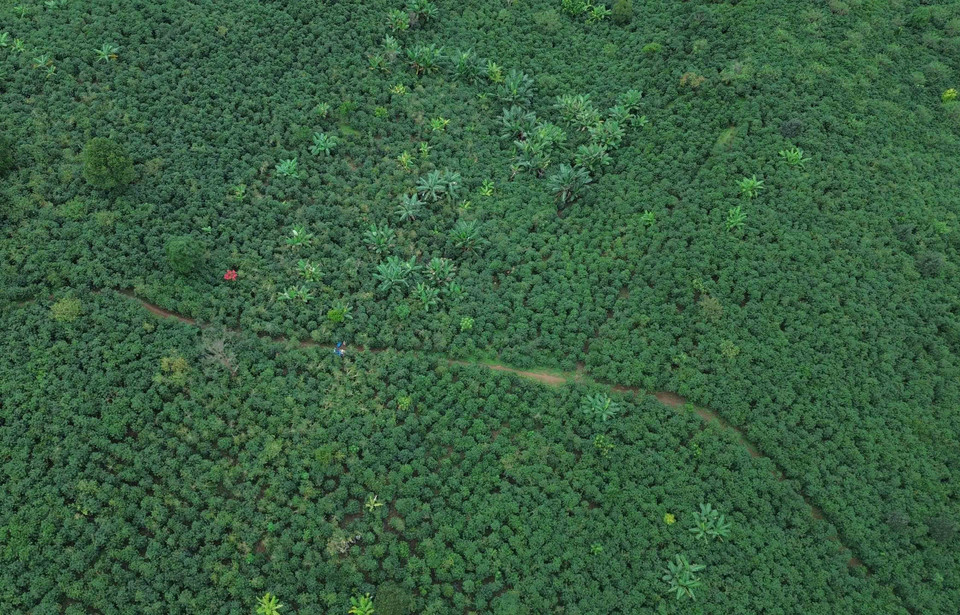 Площадь кофейных плантаций в коммуне Чьенгмай, провинция Шонла (Фото: ВИА)