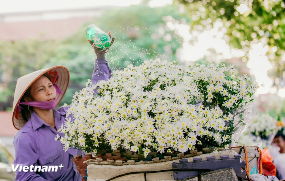 Чудо Ханоя — в гармоничном сочетании человека и природы. Сезоны цветения не только украшают улицы, но и запечатлевают в памяти воспоминания и мгновения жизни (Фото: Вьетнам+)