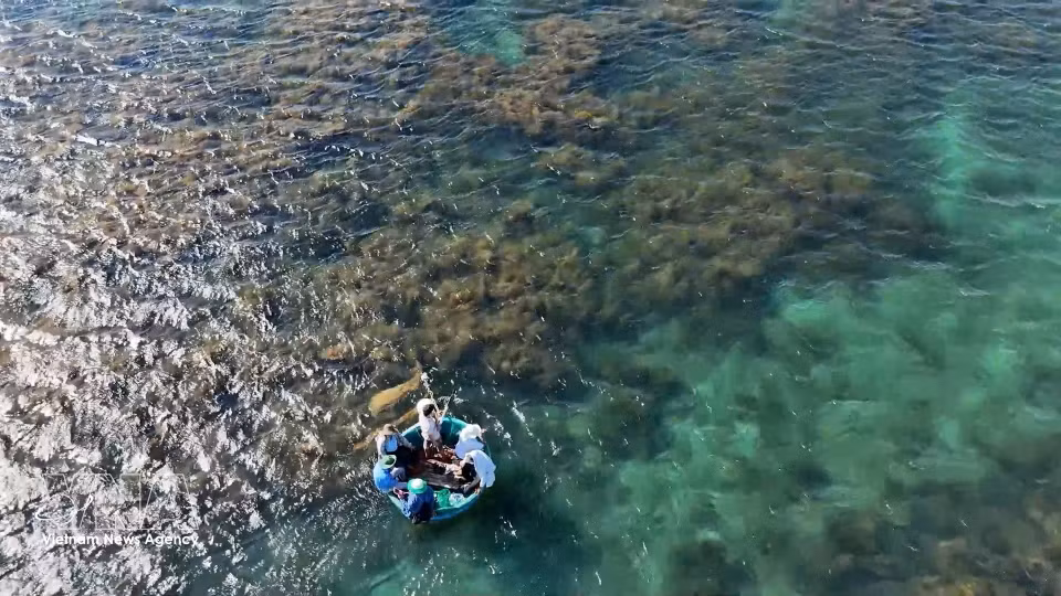 Экосистема саргассовых водорослей в морской акватории островка Хоннян, община Донгшон (провинция Куангнгай) (Фото: ВИА)