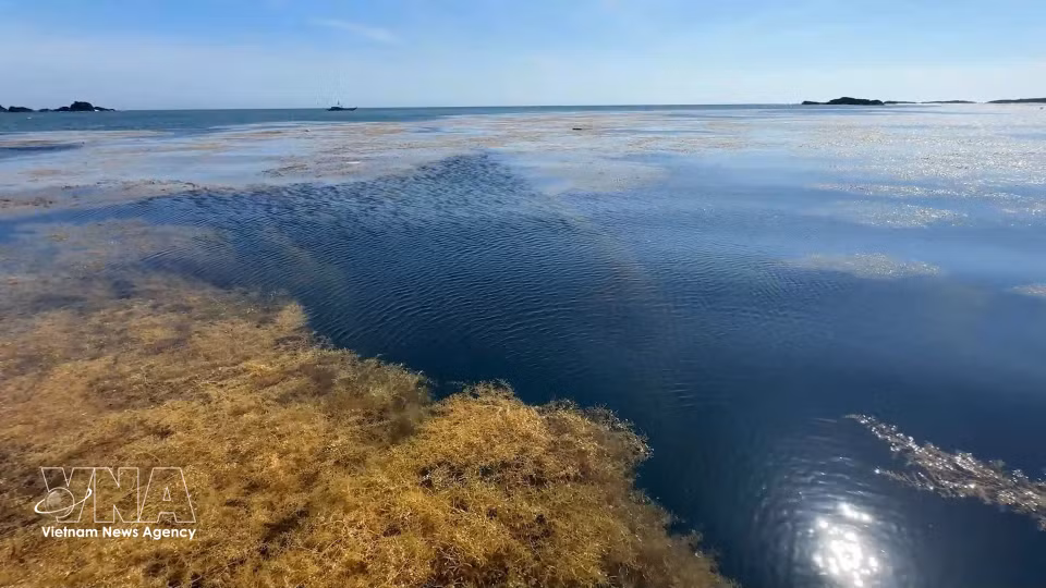 Экосистема саргассовых водорослей в морской акватории общины Донгшон, провинция Куангнгай (Фото: ВИА)