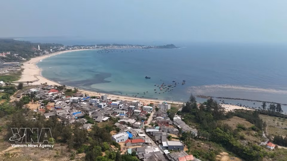 Крупные заросли саргассовых водорослей в прибрежной акватории деревни Фыоктхьен, община Вантыонг (провинция Куангнгай) (Фото: ВИА)
