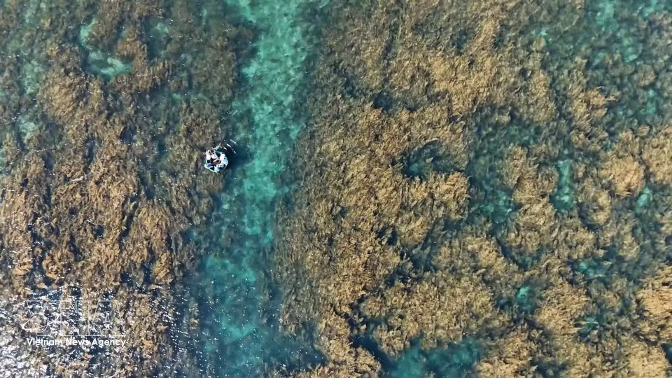 Экосистема саргассовых водорослей в морской акватории островка Хоннян, община Донгшон (провинция Куангнгай) (Фото: ВИА)