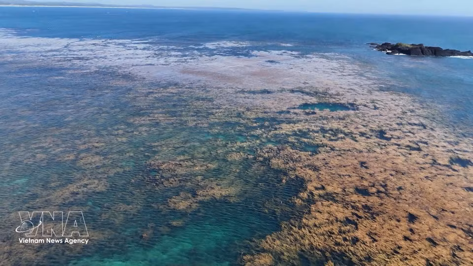Экосистема саргассовых водорослей в морской акватории общины Донгшон, провинция Куангнгай (Фото: ВИА)