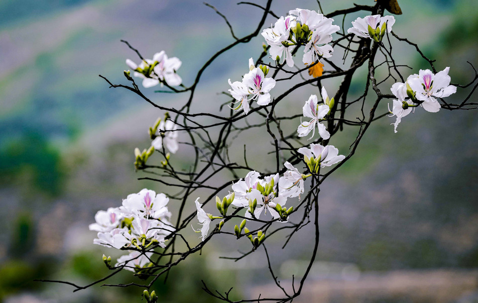 Нежная, утончённая красота цветов бан (баугиния) (Фото: ВИА)
