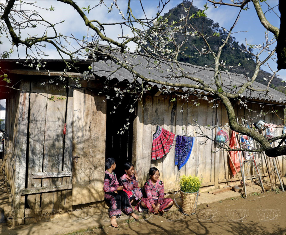 У народа Монг в Мокчау существует обычай высаживать сливовые деревья вокруг своих домов (Фото: Иллюстрированный журнал Вьетнама)