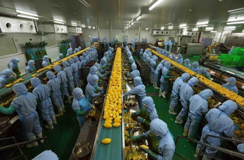 Завод по переработке сельскохозяйственной продукции компании B’LaoFood, расположенный в промышленной зоне Локшон города Баолок, является крупнейшим заводом провинции Ламдонг и оснащён современным оборудованием и технологиями шведского производства (Фото: ВИА)