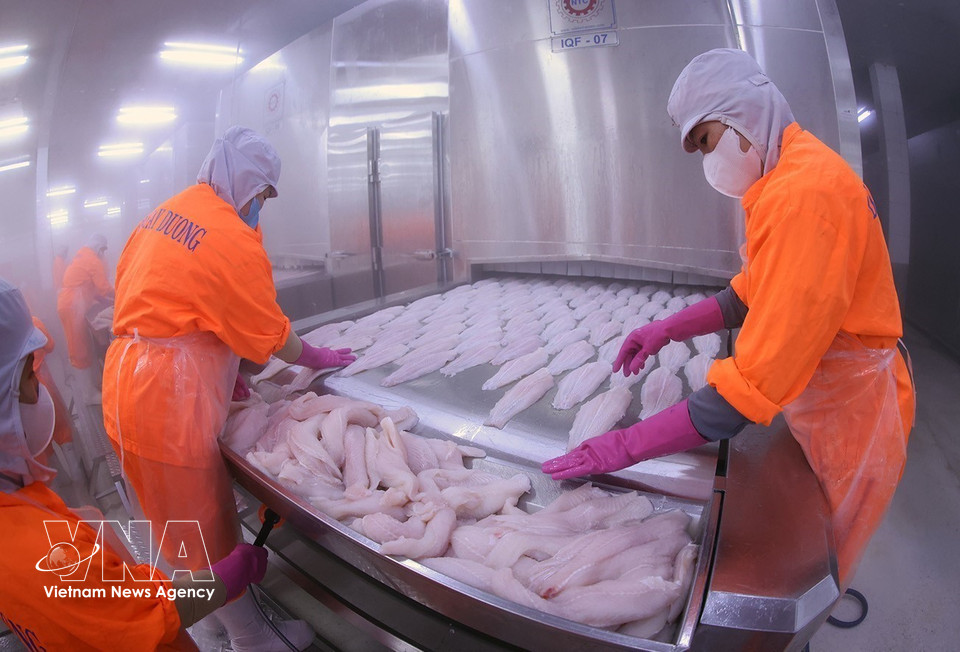 Продукция из пангасиуса отправляется на заморозку на заводе Дай Тай Зыонг (Фото: ВИА)