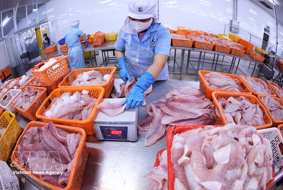 Сортировка продукции из пангасиуса перед отправкой на заморозку на заводе Дай Тай Зыонг (Navico) — предприятии со второй по величине в мире замкнутой цепочкой производства и экспорта пангасиуса (Фото: ВИА)