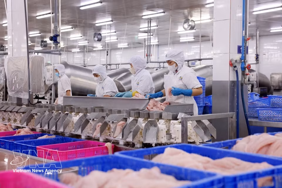 Продукция из пангасиуса компании Navico имеет сертификаты качества ISO, GlobalGAP, HACCP, IFS, BRC, GMP и Halal и экспортируется на рынки Китая, стран Ближнего Востока, Бразилии, Азии, Мексики и США. Выручка компании ежегодно растёт; предприятие стремится достичь показателя 1,2 трлн донгов в 2026 году и 1,4 трлн донгов в 2027 году (Фото: ВИА)