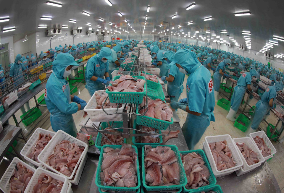 Вьетнам экспортирует в Марокко замороженные морепродукты, кофе, текстиль и одежду... На фото: переработка филе пангасиуса на экспорт на предприятии корпорации Шаомай (провинция Анзянг) (Фото: ВИА)