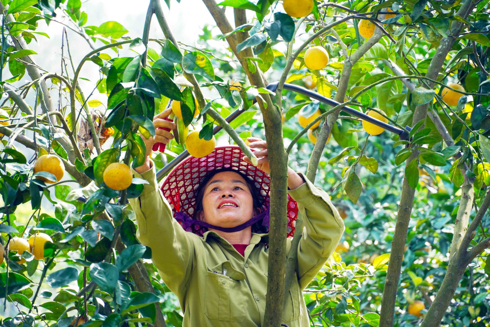 Жители собирают урожай апельсинов Тхыонглок (Фото: ВИА)