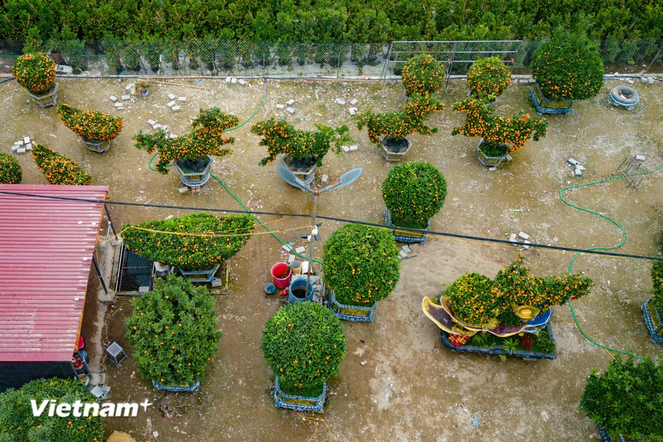 В последние годы, в соответствии с растущим спросом и всё более изысканными вкусами рынка, многие садоводы придают растениям форму символа года по восточному календарю (Фото: Вьетнам+)