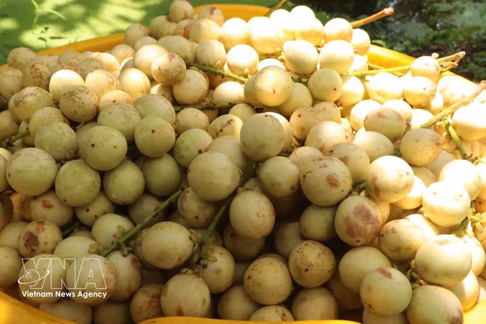 Благодаря привлекательному внешнему виду, окраске и высоким вкусовым качествам бирманский виноград пользуется большой популярностью (Фото: ВИА)