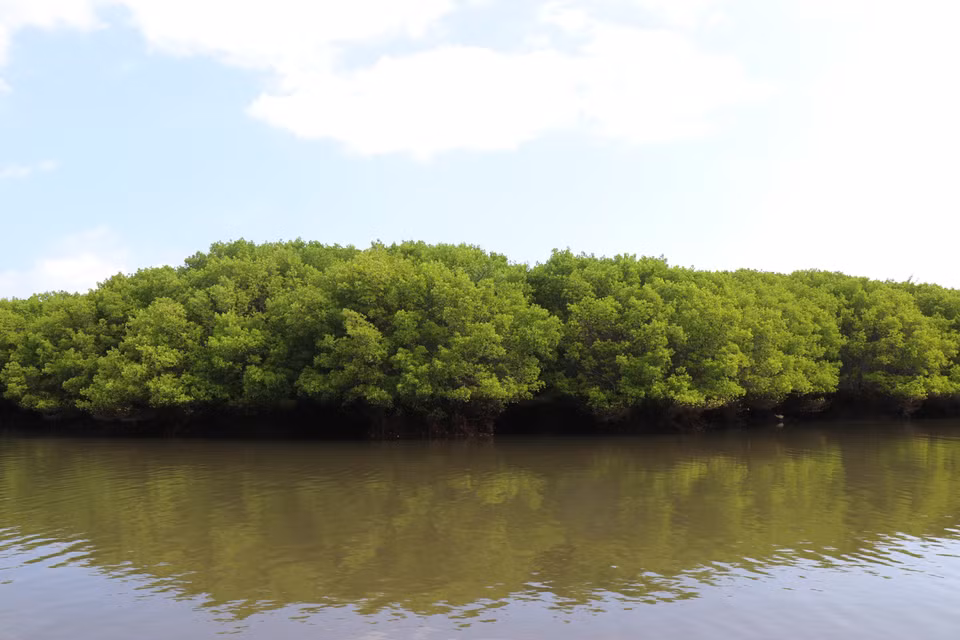 Мангровый лес Бау-ка-кай — «зелёные лёгкие», формирующие чистую экологическую среду для местного населения (Фото: ВИА)