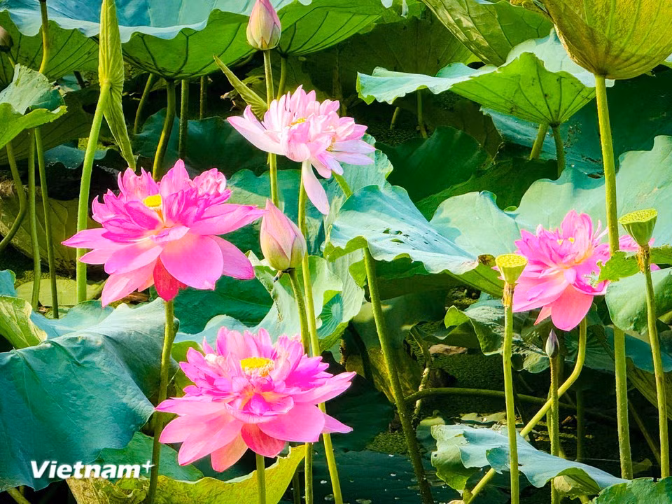Лотосы Западного озера не только радуют глаз, но и дарят ощущение покоя, умиротворения и душевной гармонии (Фото: Чан Хыонг Шон/ Вьетнам+)
