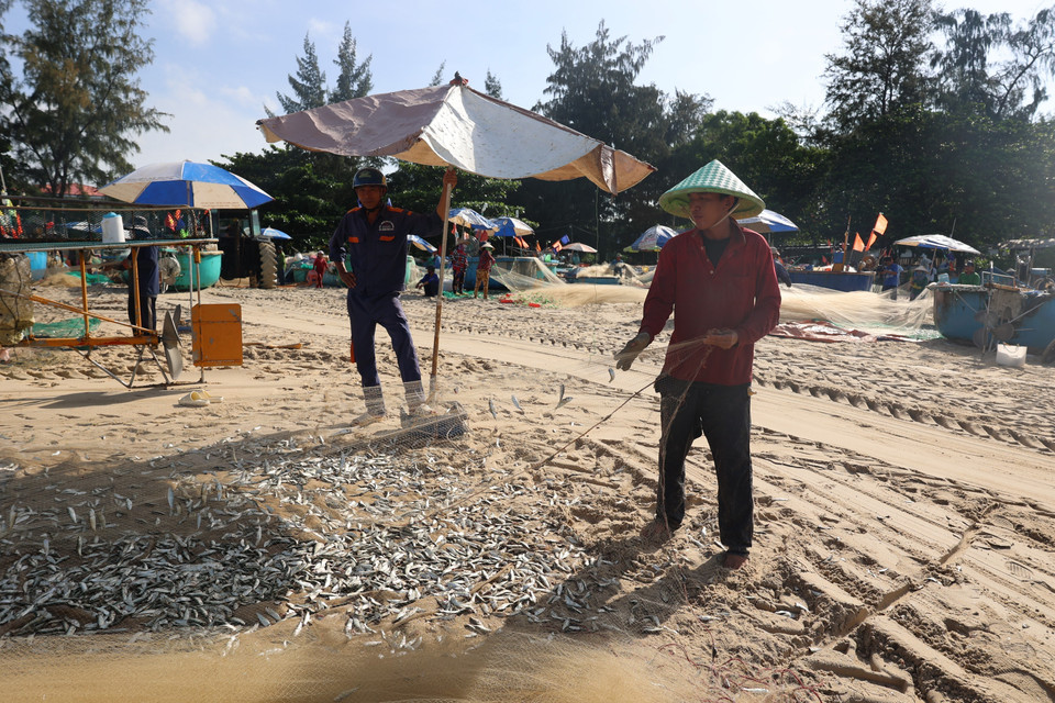 Сардины обычно появляются в прибрежных водах города Хошимин с сентября по лунному календарю предыдущего года до января следующего года. Этот сезон позволяет рыбакам, работающим близко к берегу, получать стабильный доход (Фото: ВИА)
