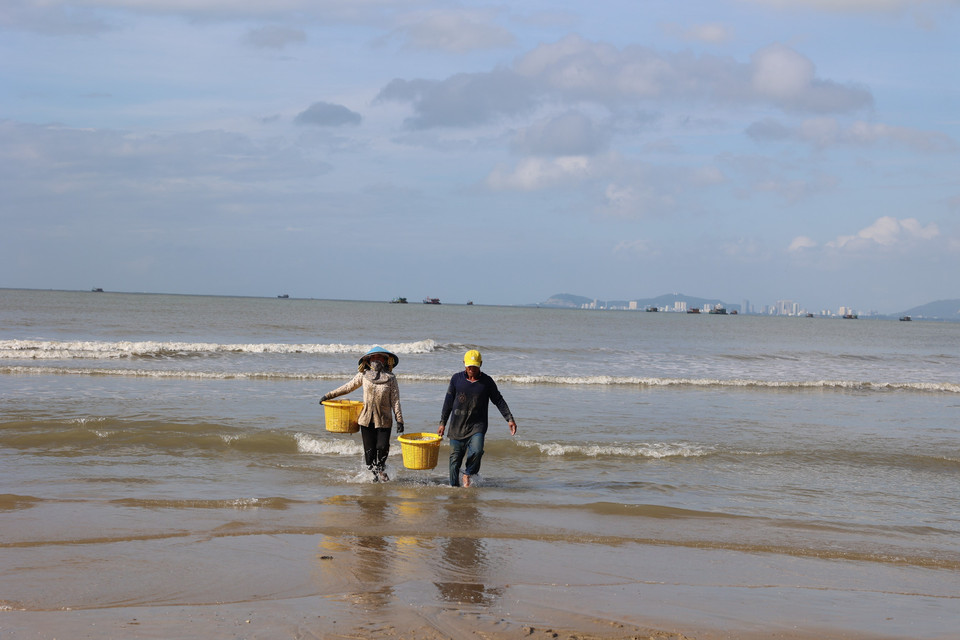 Свежий улов сардины взвешивается и покупается торговцами на пляже Лонгхай (Фото: ВИА)
