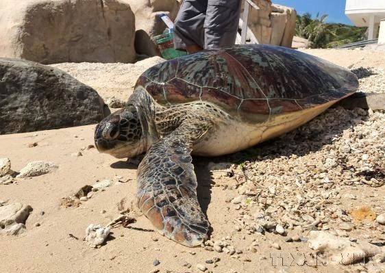 Спасённая особь морской черепахи, выпущенная обратно в море в районе Национального парка Нуйчуа, провинция Ниньтхуан