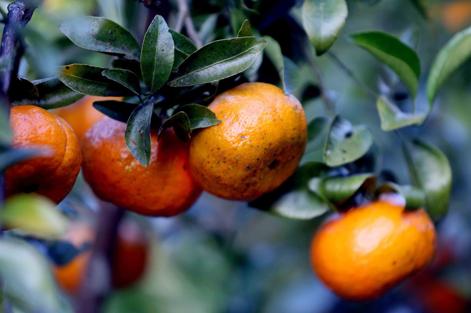 Мандарины Чьенгкои — это местный сорт, который жители коммуны Чьенгкои (ранее) бережно сохраняли и выращивали естественным способом на протяжении многих поколений (Фото: ВИА)