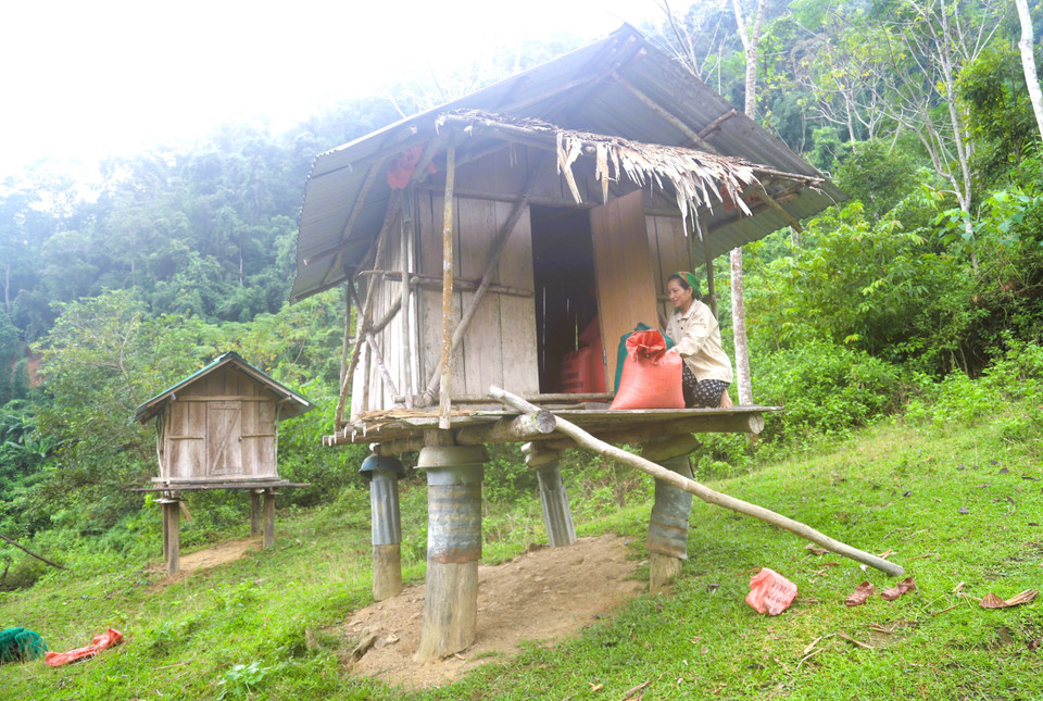 После просушки на солнце рис засыпают в мешки и несут в специальные амбары, построенные из дерева и расположенные отдельно от жилых домов (Фото: ВИА)