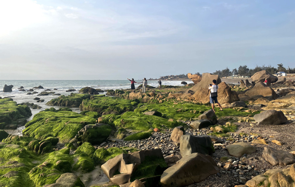 В эти дни многочисленные туристы устремляются к морю Котхать – Биньтхань, община Льенхыонг, провинция Ламдонг, чтобы «поохотиться» за живописными кадрами с водорослями (Фото: ВИА)