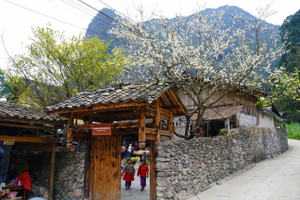 Цветущие персиковые деревья в деревне Ло-ло-чай (Фото: ВИА)