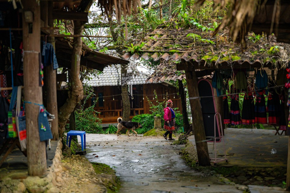 Это место также называют «райем в облаках» благодаря величественным пейзажам водопадов Любовь, Сердце и золотистым террасным рисовым полям в каждый сезон сбора урожая риса (Фото: Вьетнам+)