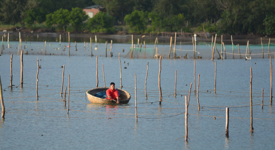 Местные жители выращивают устриц в лагуне Лапан (Фото: ВИА)