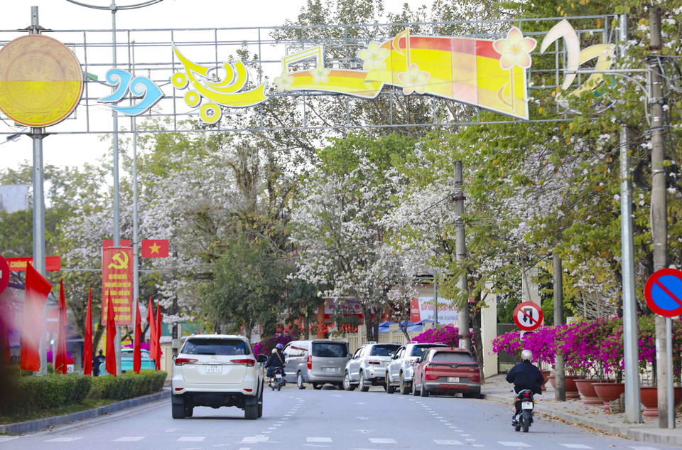 Бановые деревья в полном цвету на центральных улицах квартала Дьенбьенфу создают характерный весенний акцент горного города (Фото: ВИА)